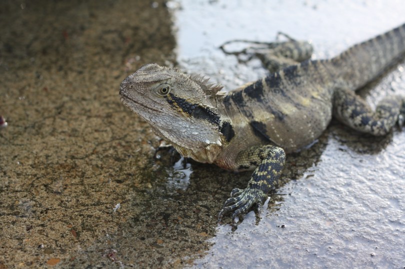 Eastern Water Dragom