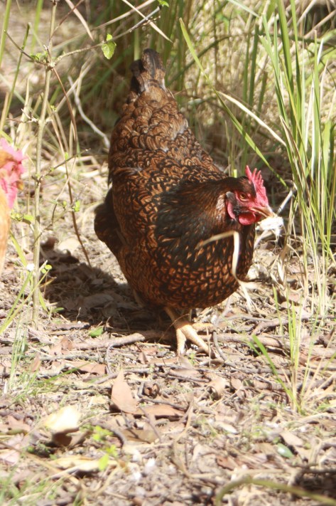Barnevelder hen