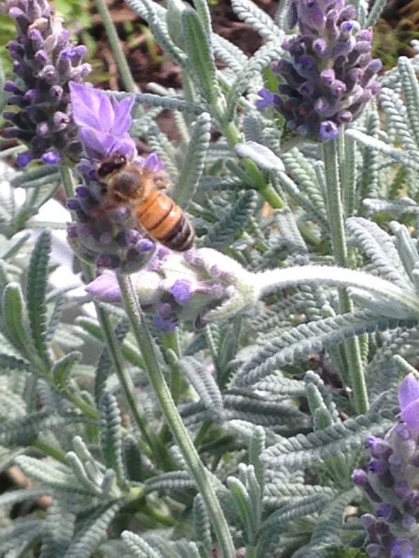 Bee on lavender flower