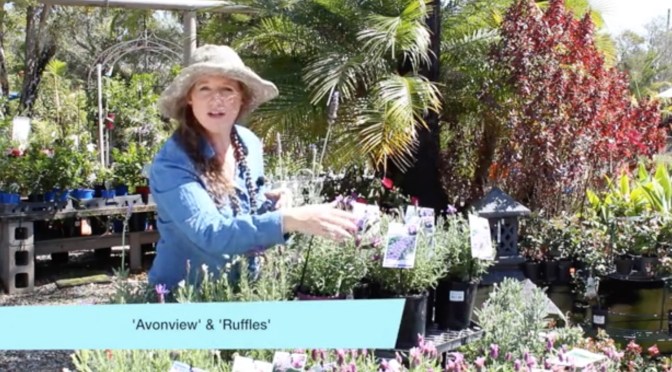 Lavender in the Subtropics