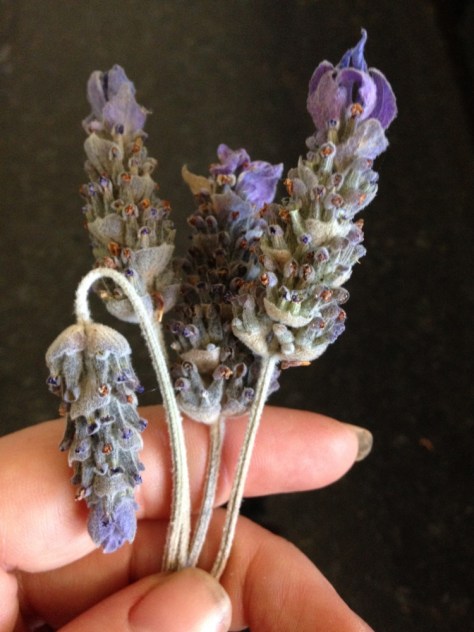 dried lavender