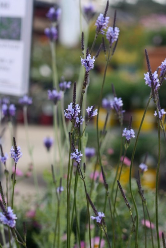 Lavandula canariensis "Canary Island Lavender"