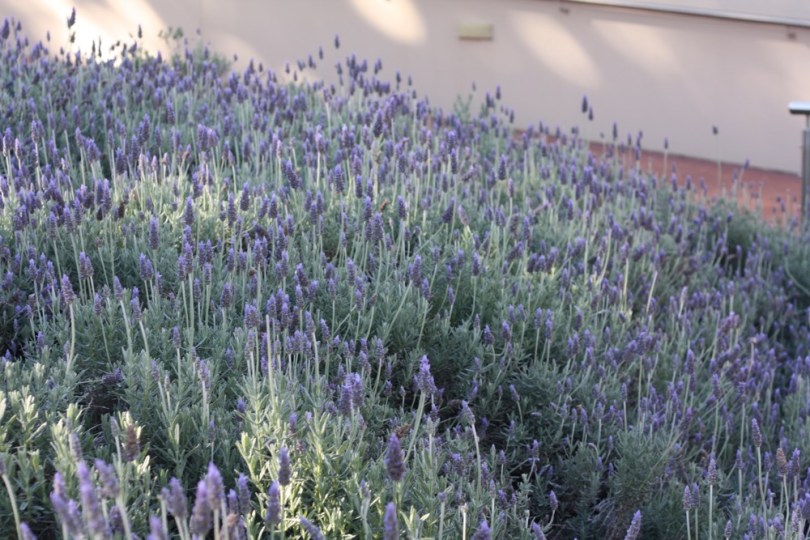 Lavandula dentata “French lavender”