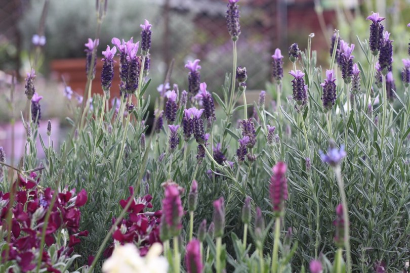 Lavandula stoechas “Italian lavender”