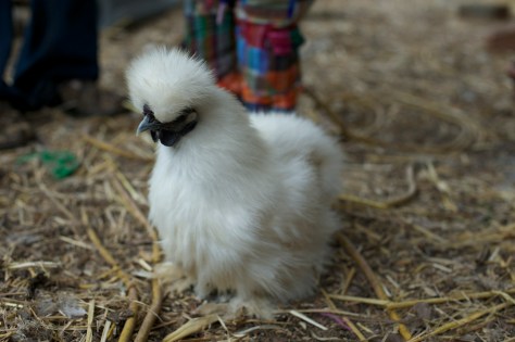 white Chinese Silkie