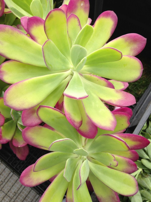 Colourful Senecio