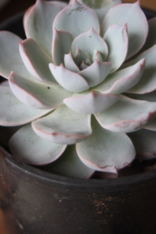 Echeveria