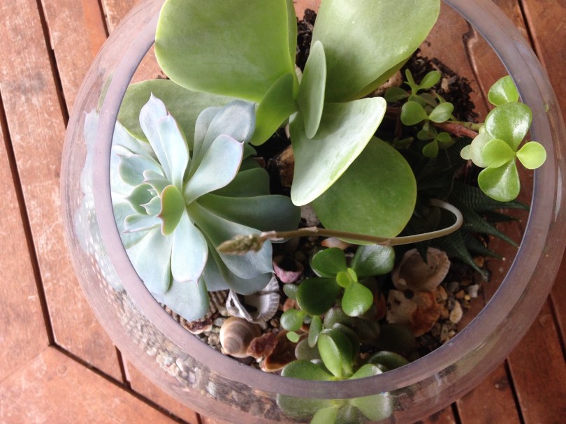 Succulents in a fishbowl terrarium