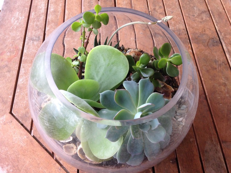 succulents in a fish bowl terrarium