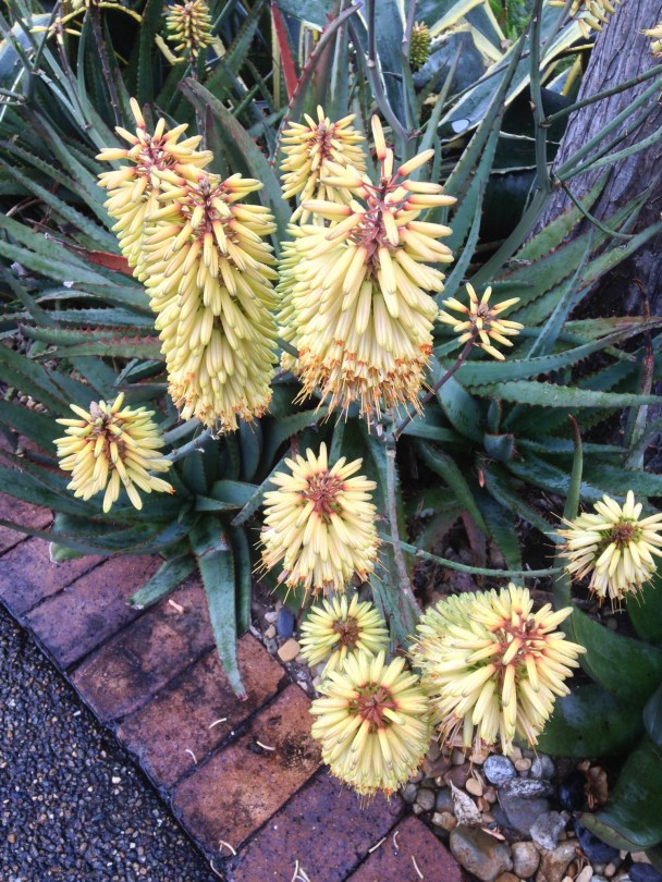 hybrid aloes flowering