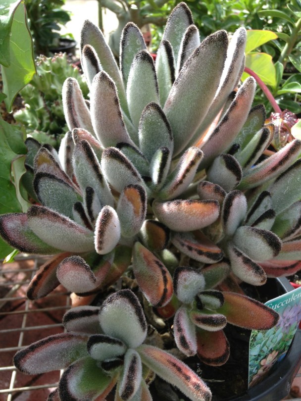 Kalanchoe "chocolate soldier"