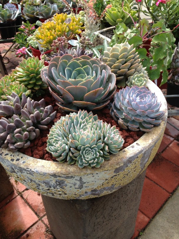 bowl of Echeverias, Pachyverias and Sempervirens.