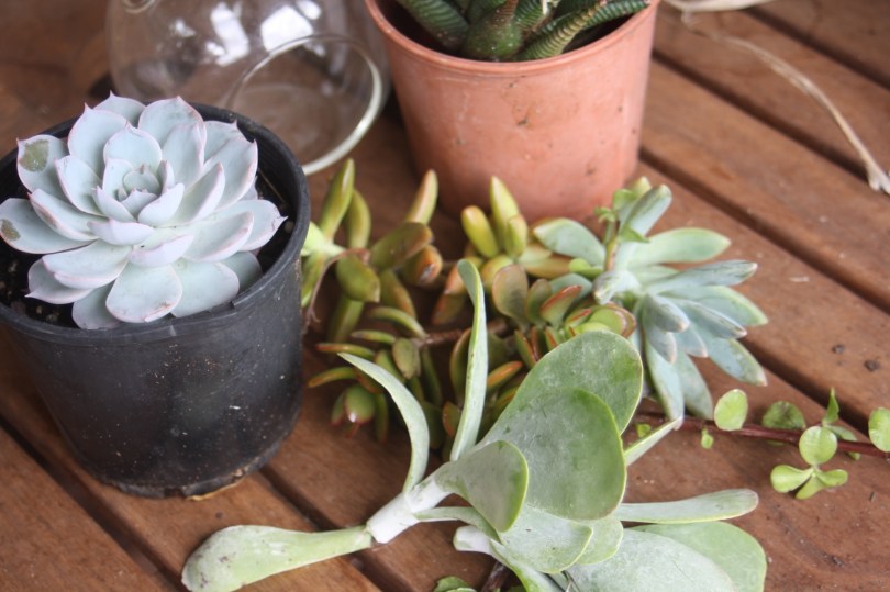 succulent cuttings