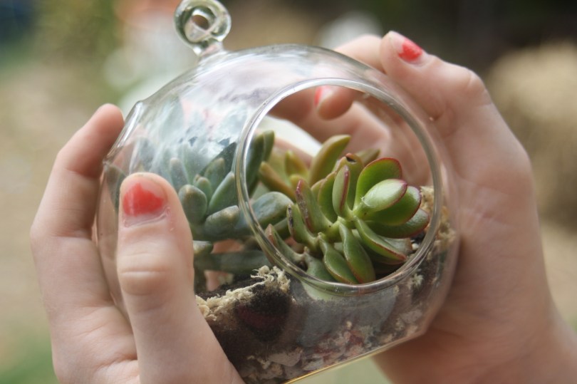 glass bubble terrarium