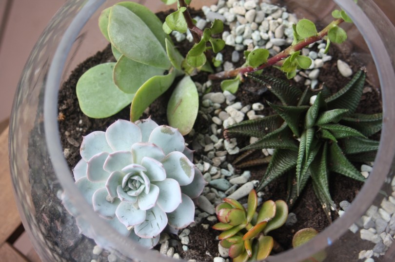 Succulents planted in a fish bowl