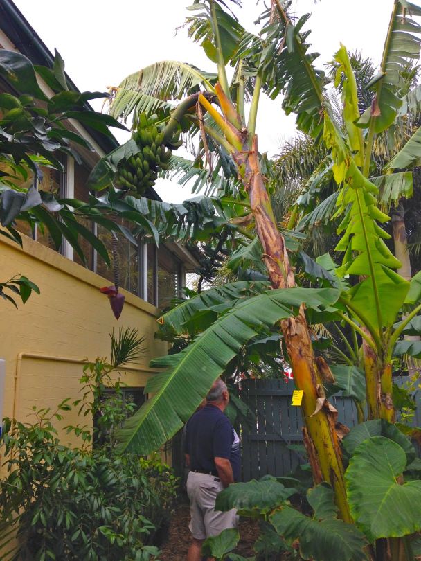 Banana in Brisbane garden