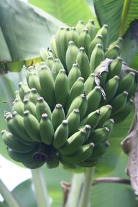 Ripening bunch of bananas