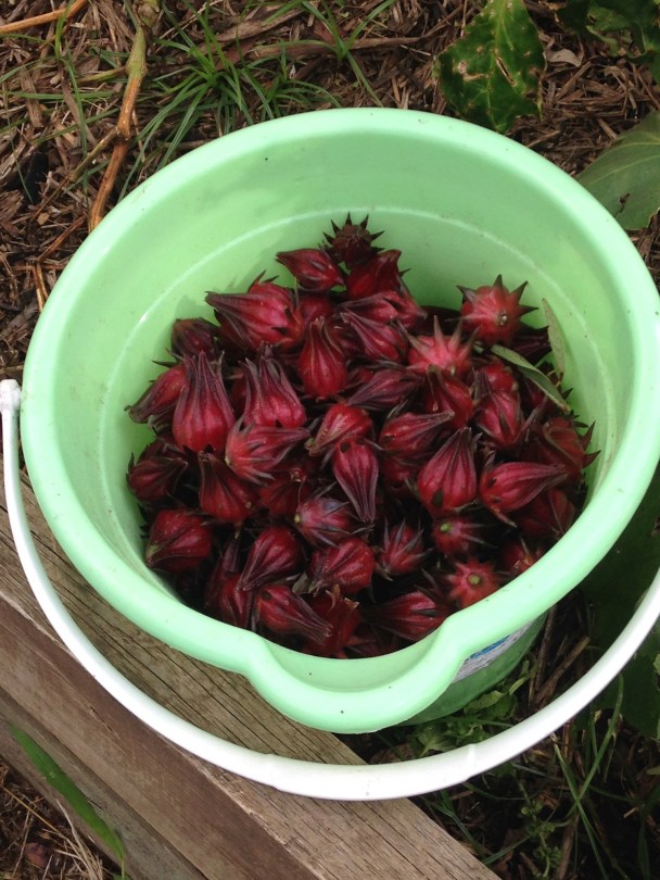 Bucket of Rosella calyxes