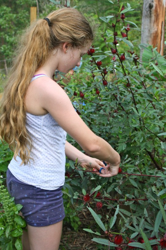 Young girl helping to pic Rosella calyxes