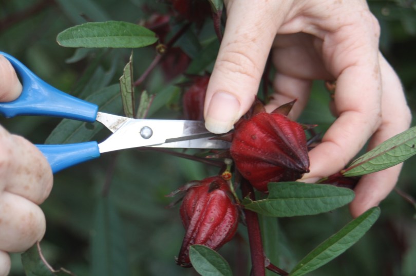 Using scissors to pick rosella calyxes
