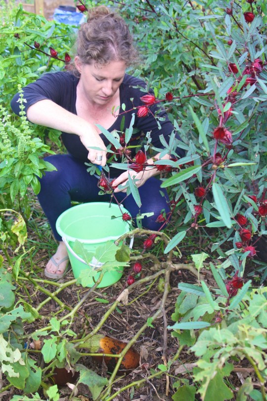 Claire harvesting Rosella calyxes