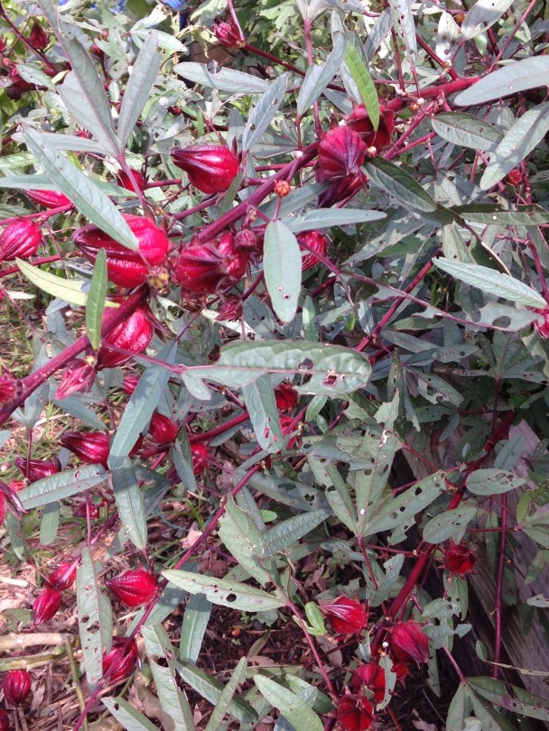 Close up of rosella bush