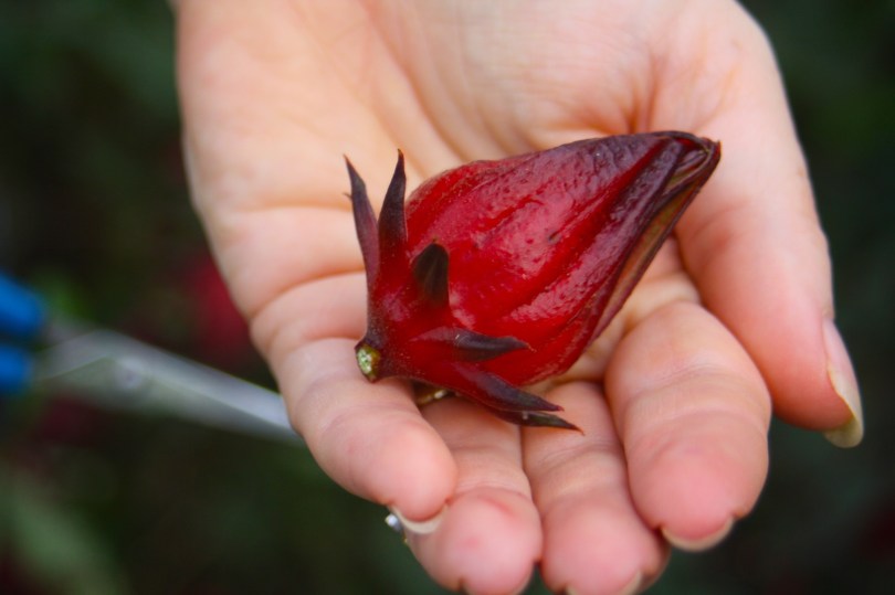 Rosella calyx held in a woman's cupped palm