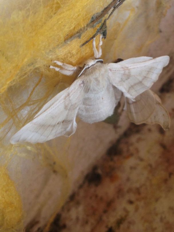 Silkworm moth just hatched