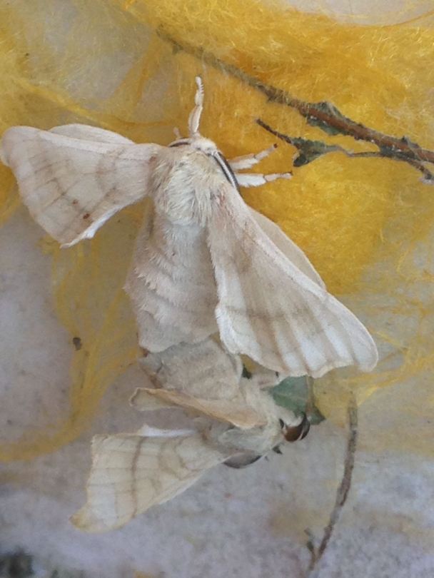 Silkworm moths mating 