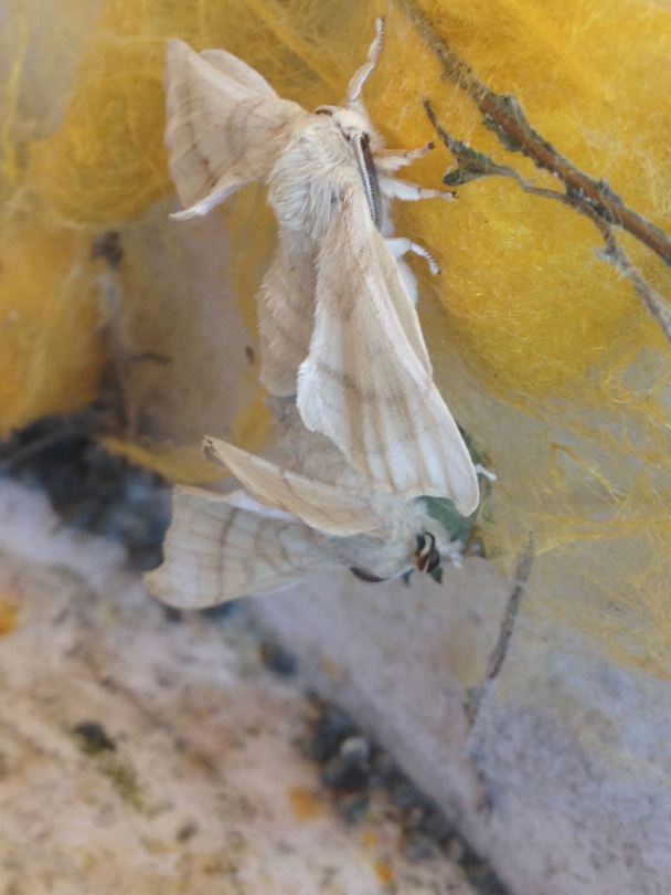 Silkworm moths mating 