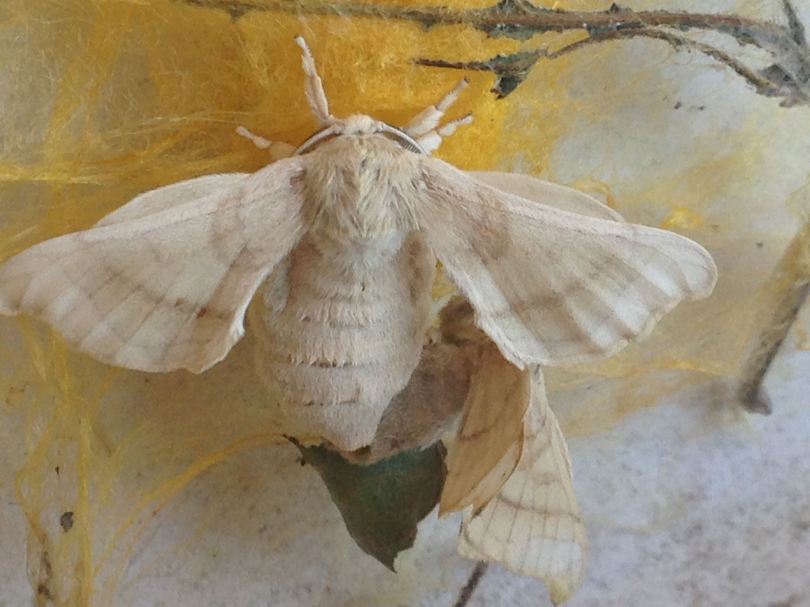 Silkworm moths mating 