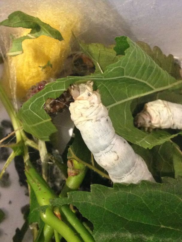 Silkworms eating leaves