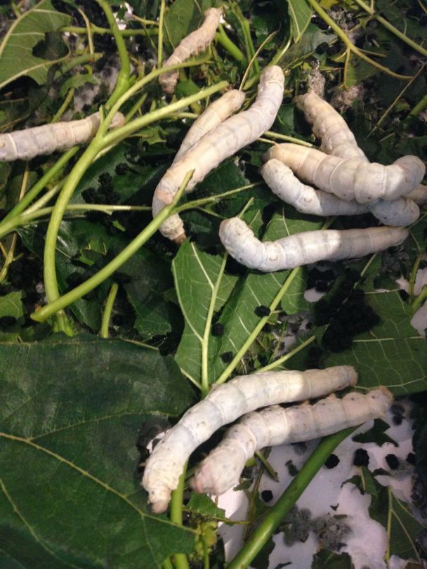 Silkworms amongst leaves