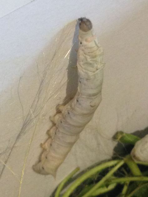 silkworm spinning a cocoon