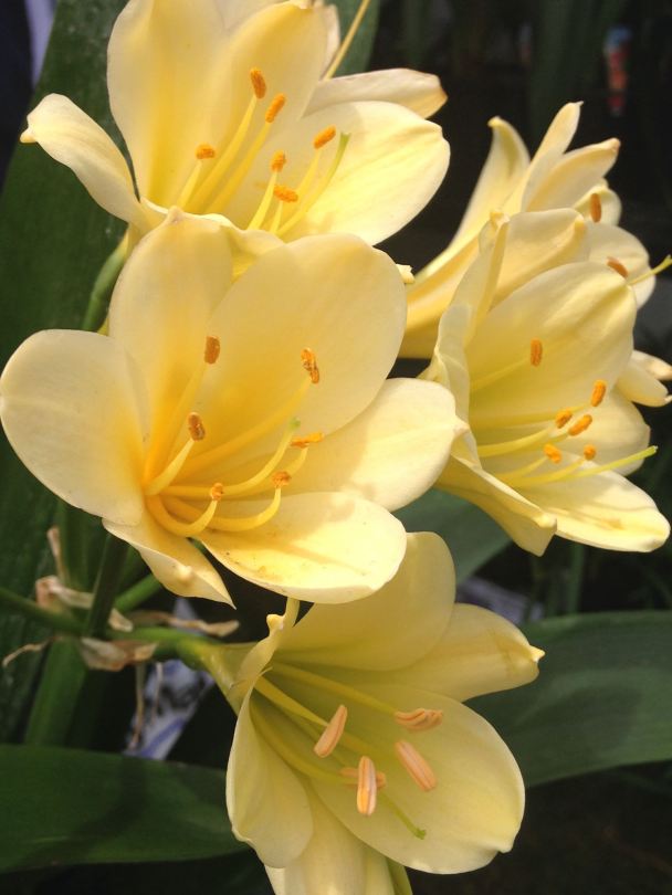 Clivia flowers