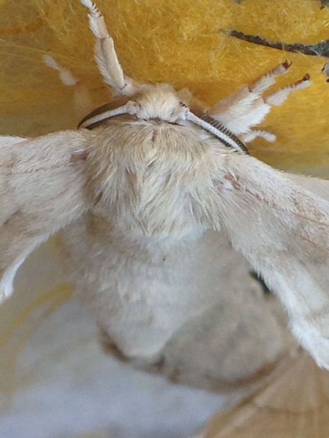Silkworm moth in close up