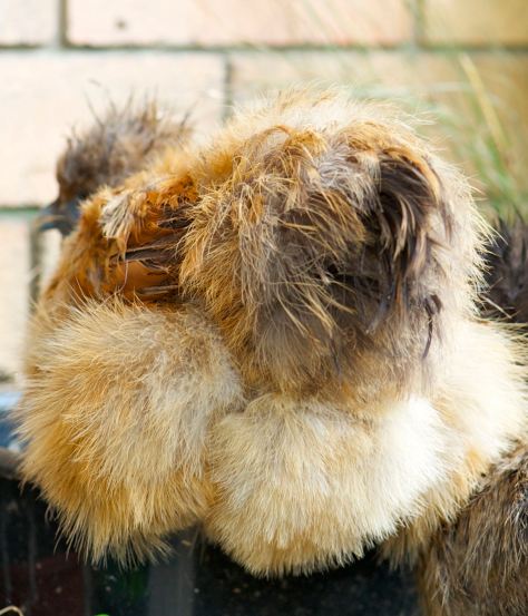 rear view of Chinese Silkie