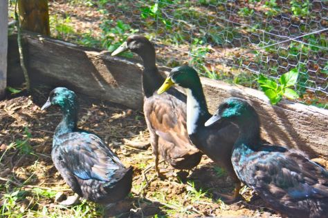 The ‘D Team’ as we call them cruising the lower part of out vegetable garden. We use all of their wastewater from their tubs and pond on the garden. It makes for a very nutrient rich soil conditioner.