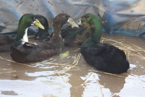 Ducks and geese don’t have to have a pond but it is advisable especially if you are wanting to breed. Both ducks and geese find it easier to mate on water.