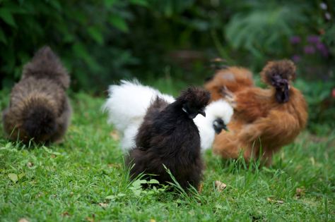 group of silkies