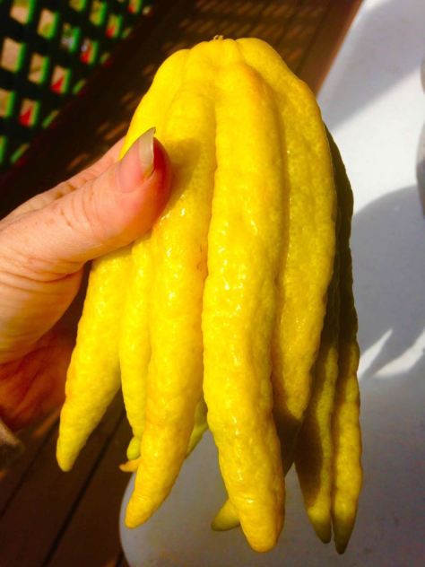 The Buddha’s Hand Citron