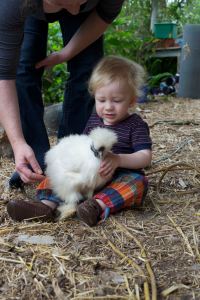 Silkies make great pets for children because of their placid and friendly nature.