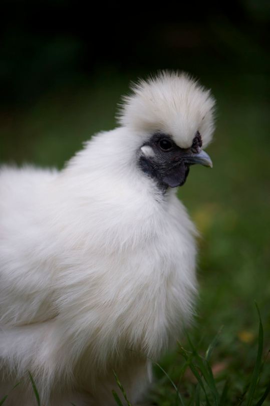 'Princess' a Chinese Silkie chicken