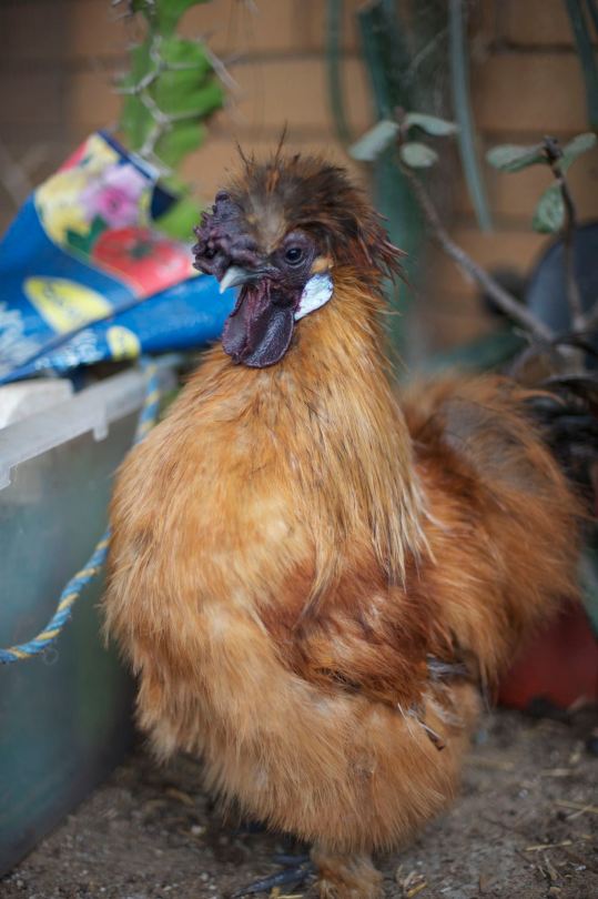 silkie rooster