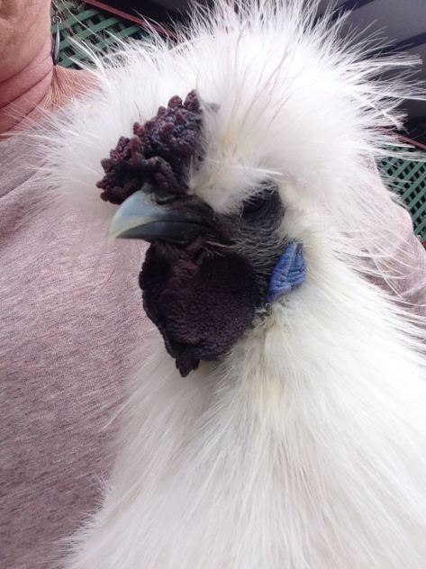 Shown here is a close up of a Silkie roosters mulberry dark purple comb and turquoise earlobe. Silkies actually have black skin and bones! 
