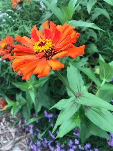 Zinnia edible flower 
